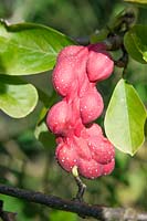 Magnolia denudata, infructescence