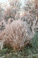 Shrubs in the winter with white frost