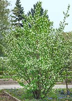 Amelanchier alnifolia Honeywood