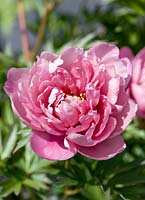 Paeonia Pink Double Dandy