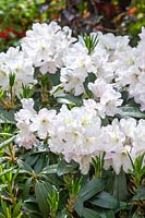 Rhododendron INKARHO-Dufthecke ®