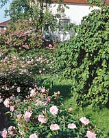 Garden scene with Rosa Pink Grootendorst, Rosa Diadem