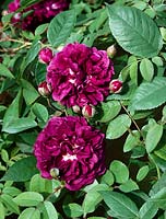 Rosa Reine des Violettes