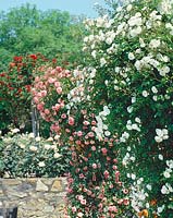 Rose garden with Rosa Thalia