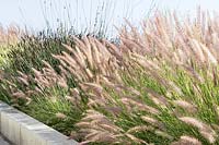 Planting with ornamental grass