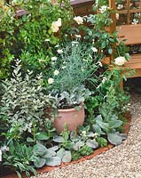 Terrace planting with shrubs and perennials
