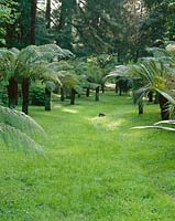 Lawn with Cyathea australis