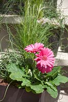 Plant container with Gerbera