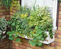 Window box with annuals and herbs