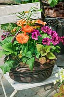 Basket with annuals