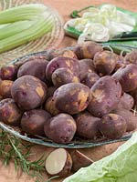 Solanum tuberosum Yetholm Gypsy