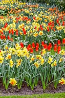 Tulipa fosteriana Juan and Narcissus Large Cupped Fortissimo