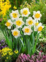 Narcissus Large Cupped Marjorie Hine