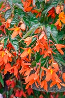 Begonia Waterfall ® Encanto Orange