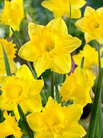 Narcissus Trumpet Amour Royal ®