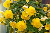 Begonia Nonstop ® JOY Yellow