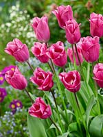 Tulipa Triumph Alma Pavlovic