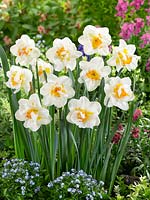 Narcissus Double Flambards Village