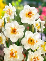 Narcissus Double Flambards Village