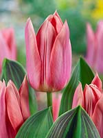 Tulipa Triumph Neper