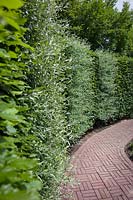 Pyrus salicifolia Pendula, hedge