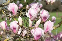 Magnolia Pickard's Sundew