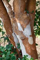 Luma apiculata tree trunk