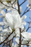 Magnolia x soulangeana Lennei Alba