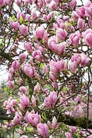 Magnolia x soulangeana Norbertiana