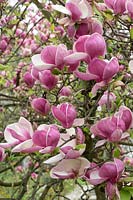 Magnolia x soulangeana Rustica Rubra