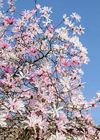 Magnolia x loebneri Leonard Messel