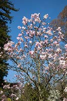 Magnolia stellata f. keiskei