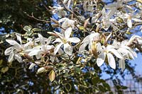 Magnolia salicifolia Wada's Memory