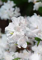 Rhododendron mucronulatum Cama
