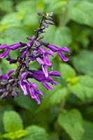 Salvia Purple Majesty