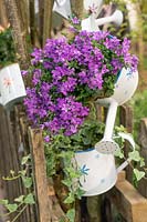 Campanula portenschlagiana in watering can
