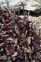 Salvia lyrata Purple Knockout