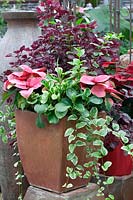 Plant container with Euphorbia, Iresine, Peperomia