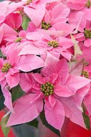 Euphorbia pulcherrima Princettia ® Hot Pink