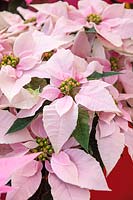 Euphorbia Princettia ® Soft Pink