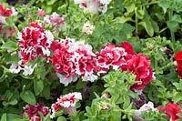Petunia Double Red Pirouette