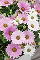 Osteospermum Cape Daisy ® Softly Pink