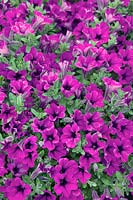 Petunia Littletunia™ Purple