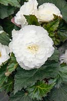 Begonia x tuberhybrida Nonstop ® White
