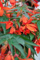 Begonia pendula Waterfall ® Encanto Falls Orange