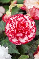 Begonia tuberhybrida Nonstop ® Rose Petticoat
