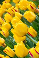 Tulipa Golden Apeldoorn, Tulipa Washington