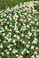Narcissus cyclamineus Trena