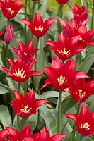 Tulipa Lily Flowered Pieter de Leur