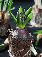 Hyacinthus orientalis shoot